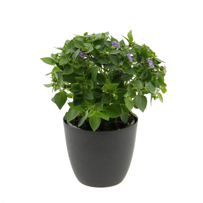 Kvetoucí pokojové rostliny - Hořepník MIX květináč 11cm