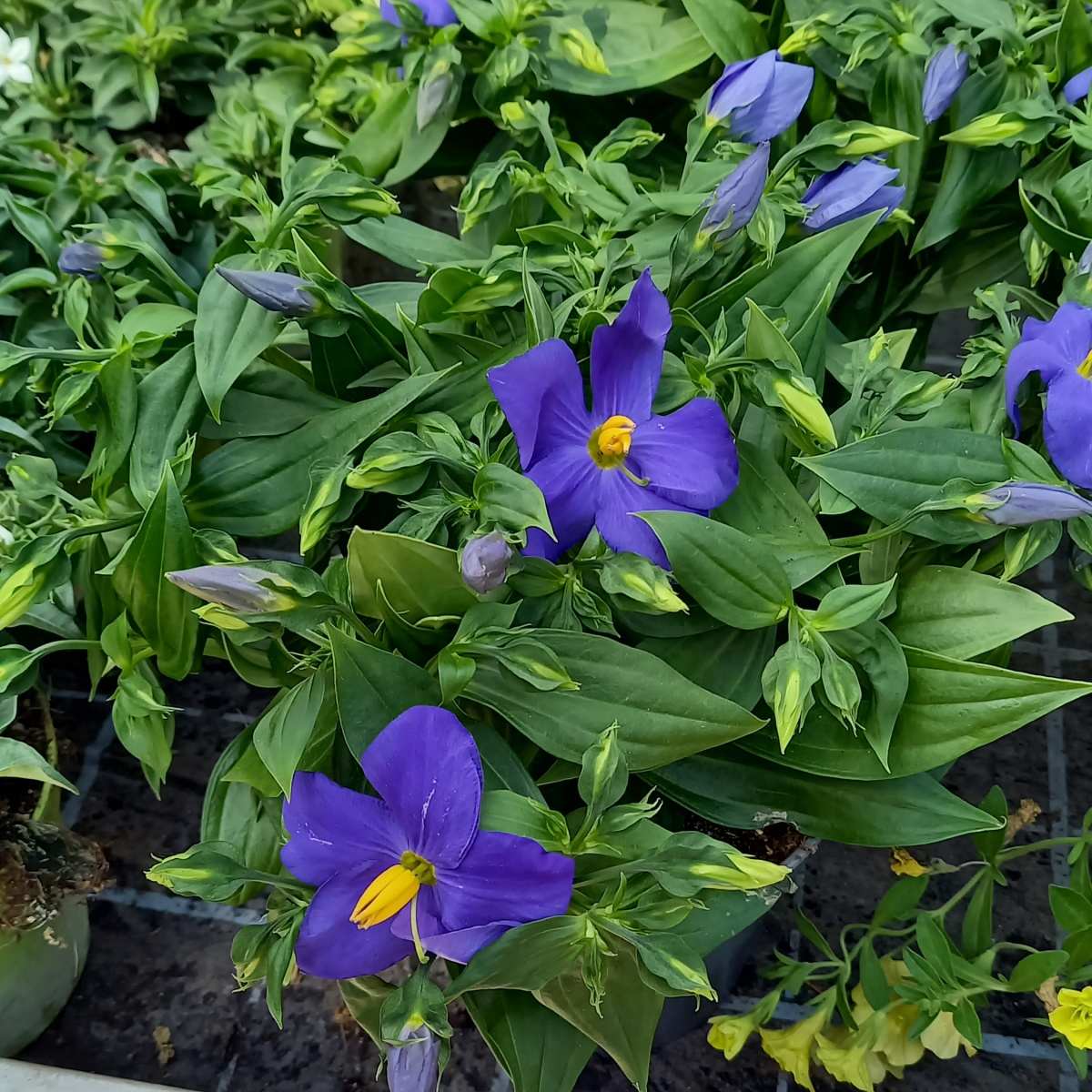 Kvetoucí pokojové rostliny - Hořepník Purple Kandy květináč 12cm