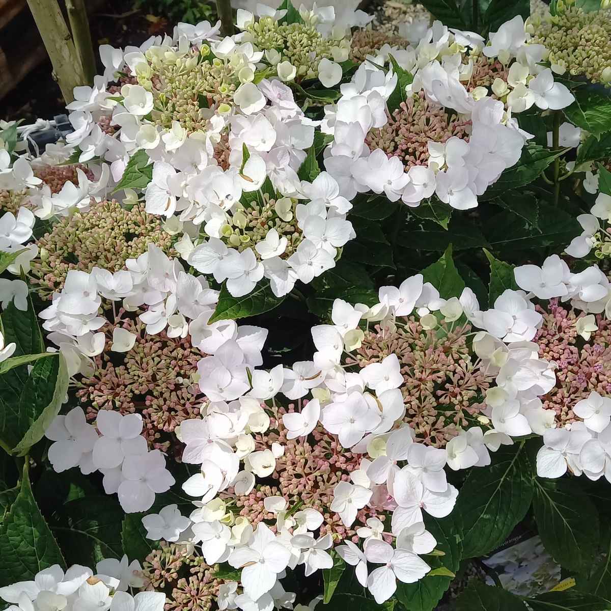 Hortenzie - Hortenzie Cloudi květináč 6 litrů