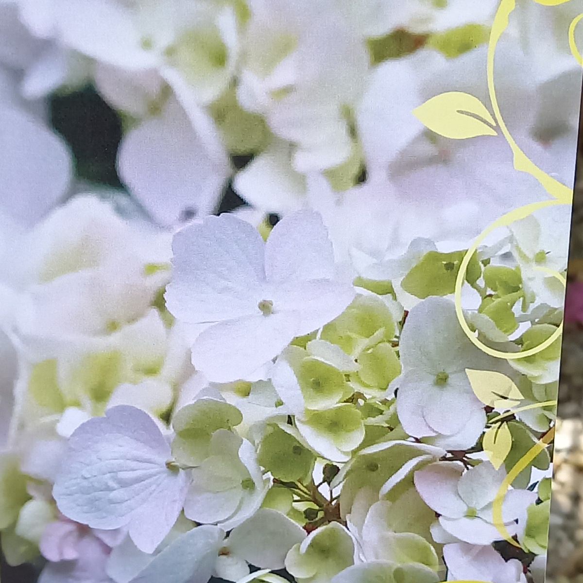 Hortenzie Cloudi květináč 6 litrů-0