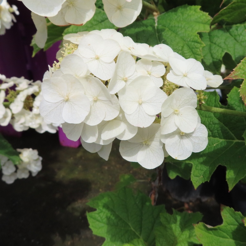 Hortenzie - Hortenzie dubolistá květináč 10 litrů, výška 80/100cm, keř