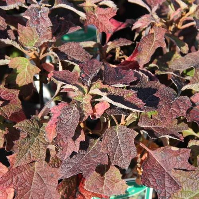 Rostliny - Hortenzie dubolistá 'Ruby Slippers' květináč 16,5 litru