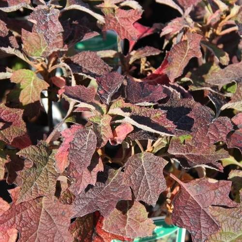 Hortenzie dubolistá 'Ruby Slippers' květináč 6 litrů, výška 60/80cm, keř-0