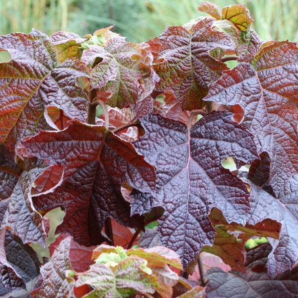 Hortenzie dubolistá 'Ruby Slippers' květináč 6 litrů, výška 60/80cm, keř-1