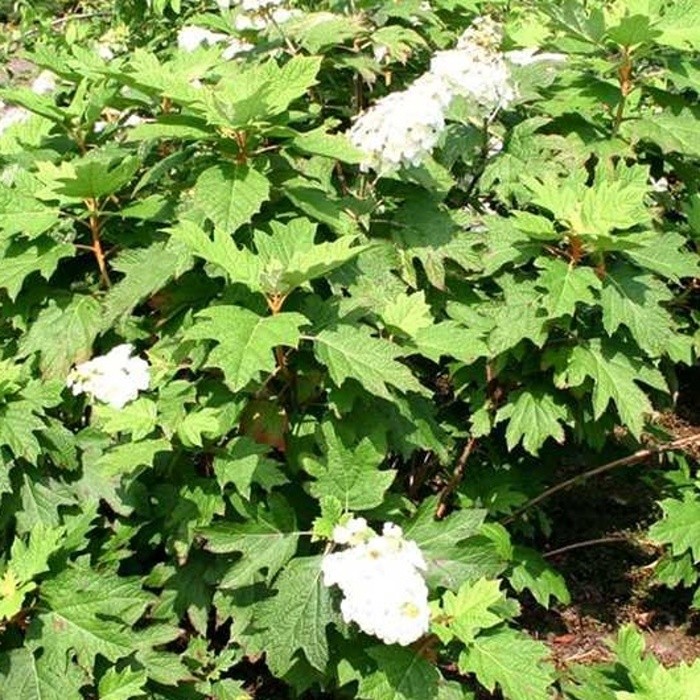 Hortenzie - Hortenzie dubolistá Snow Queen květináč 35 litrů