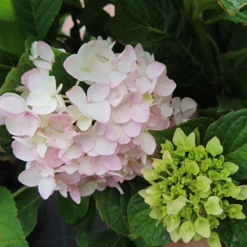 Hortenzie - Hortenzie 'Endless Summer' The Bride květináč 20 litrů, výška 60/80cm, keř