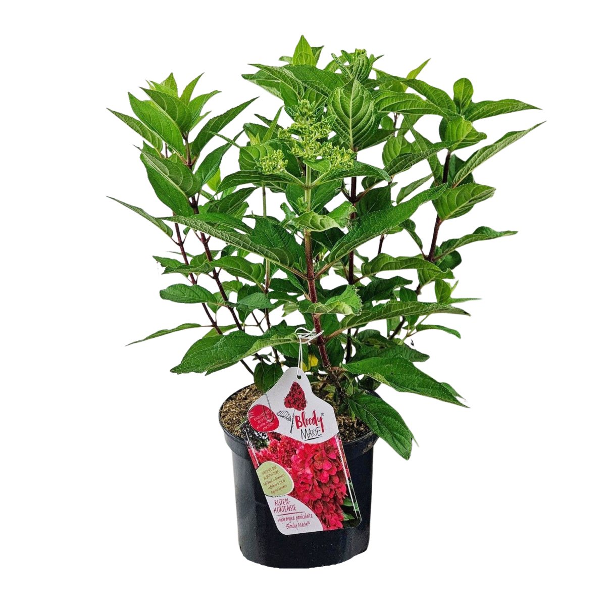 Hortenzie - Hortenzie latnatá Bloody Marie výška 60/80cm, květináč 10 litrů