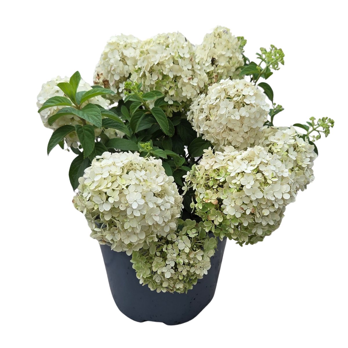 Hortenzie - Hortenzie latnatá Bobo výška 40-60cm, květináč 7,5 litru