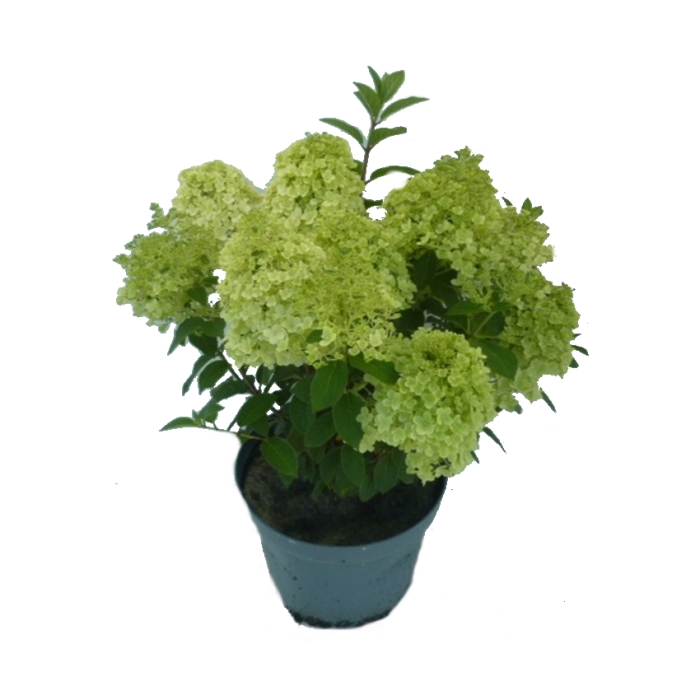 Hortenzie - Hortenzie latnatá Bobo výška 40-60cm, květináč 7,5 litru