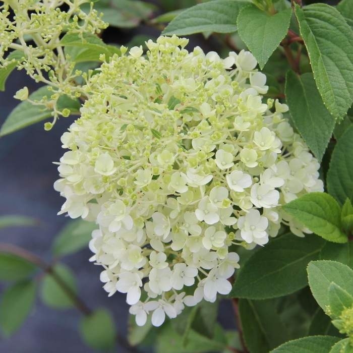 Hortenzie latnatá Bobo výška 40-60cm, květináč 7,5 litru-0