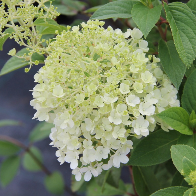 Hortenzie - Hortenzie latnatá Bobo výška 80/100cm, květináč 12 litrů