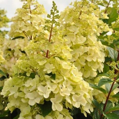 Hortenzie - Hortenzie latnatá 'Candle Light' 7,5 litru, keř