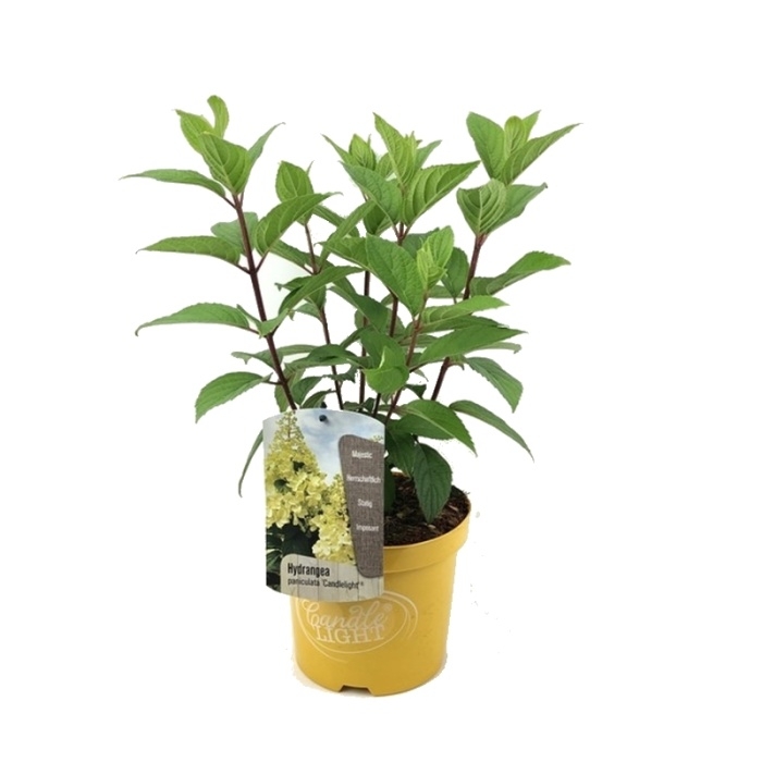 Hortenzie - Hortenzie latnatá Candlelight květináč 3 litry