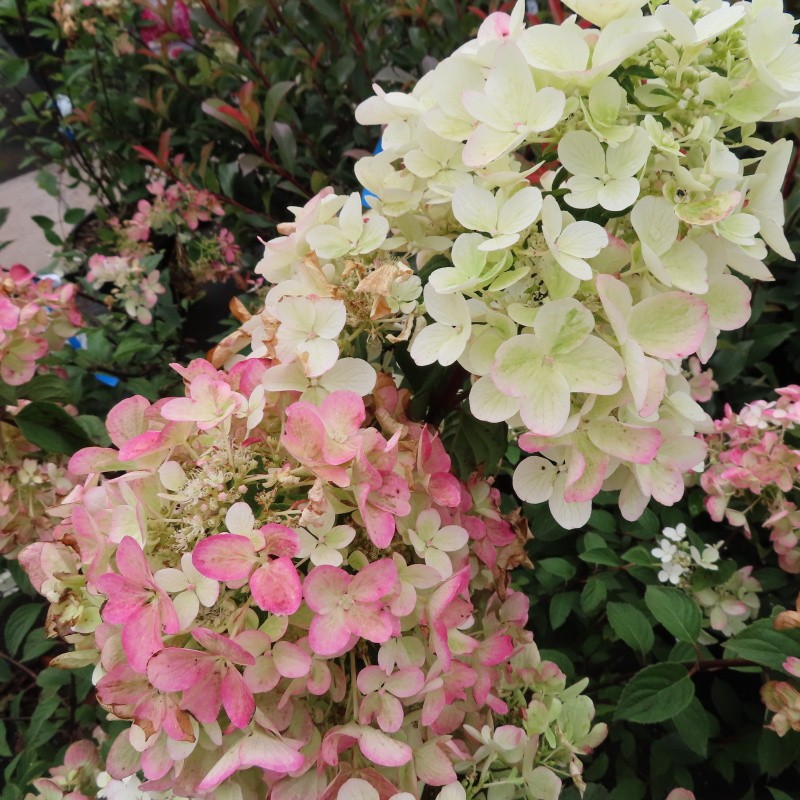 Rostliny - Hortenzie latnatá Diamant Rouge květináč 10 litrů, výška 60/80cm, keř