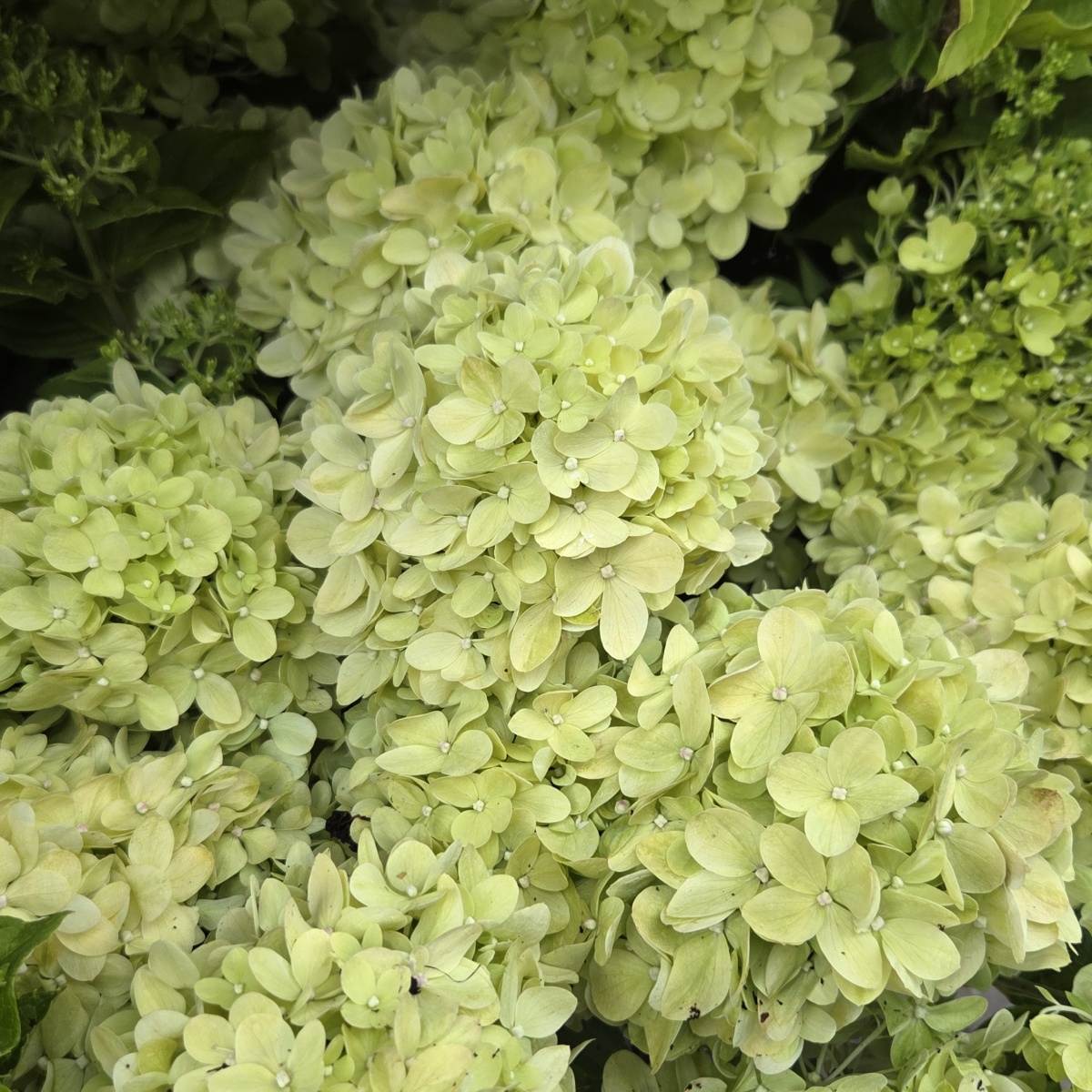 Hortenzie latnatá Greenlight výška 40/60cm, květináč 7,5 litru-0