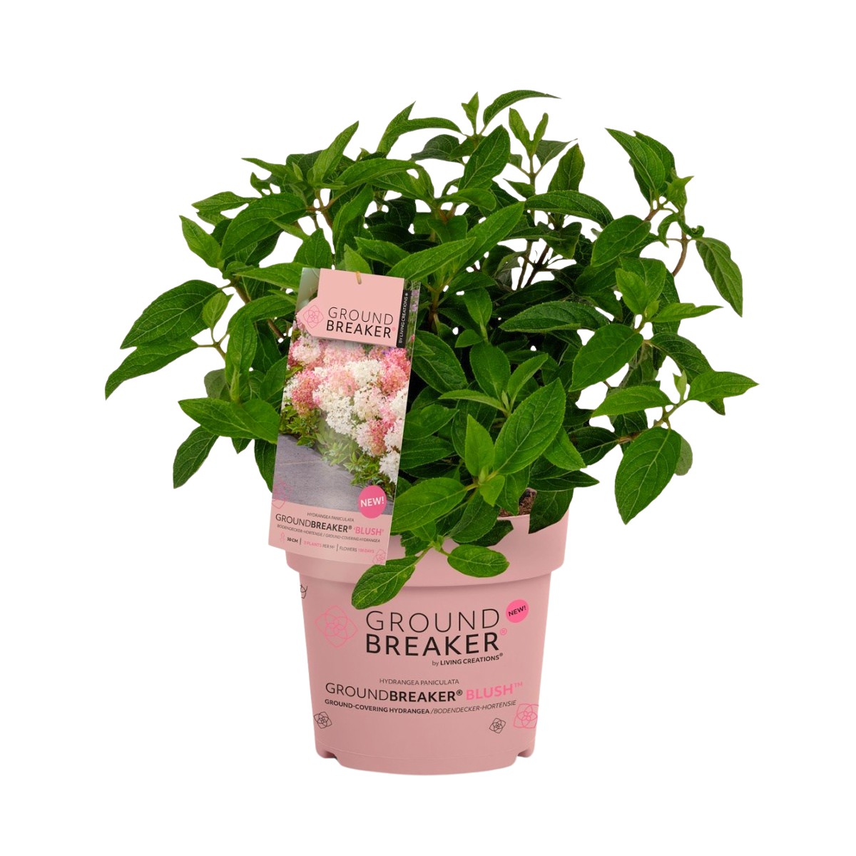 Hortenzie latnatá Groundbreaker Blush květináč 1,5 litru-1