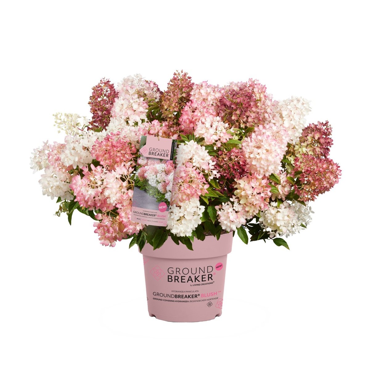 Hortenzie - Hortenzie latnatá Groundbreaker Blush květináč 4,6 litru