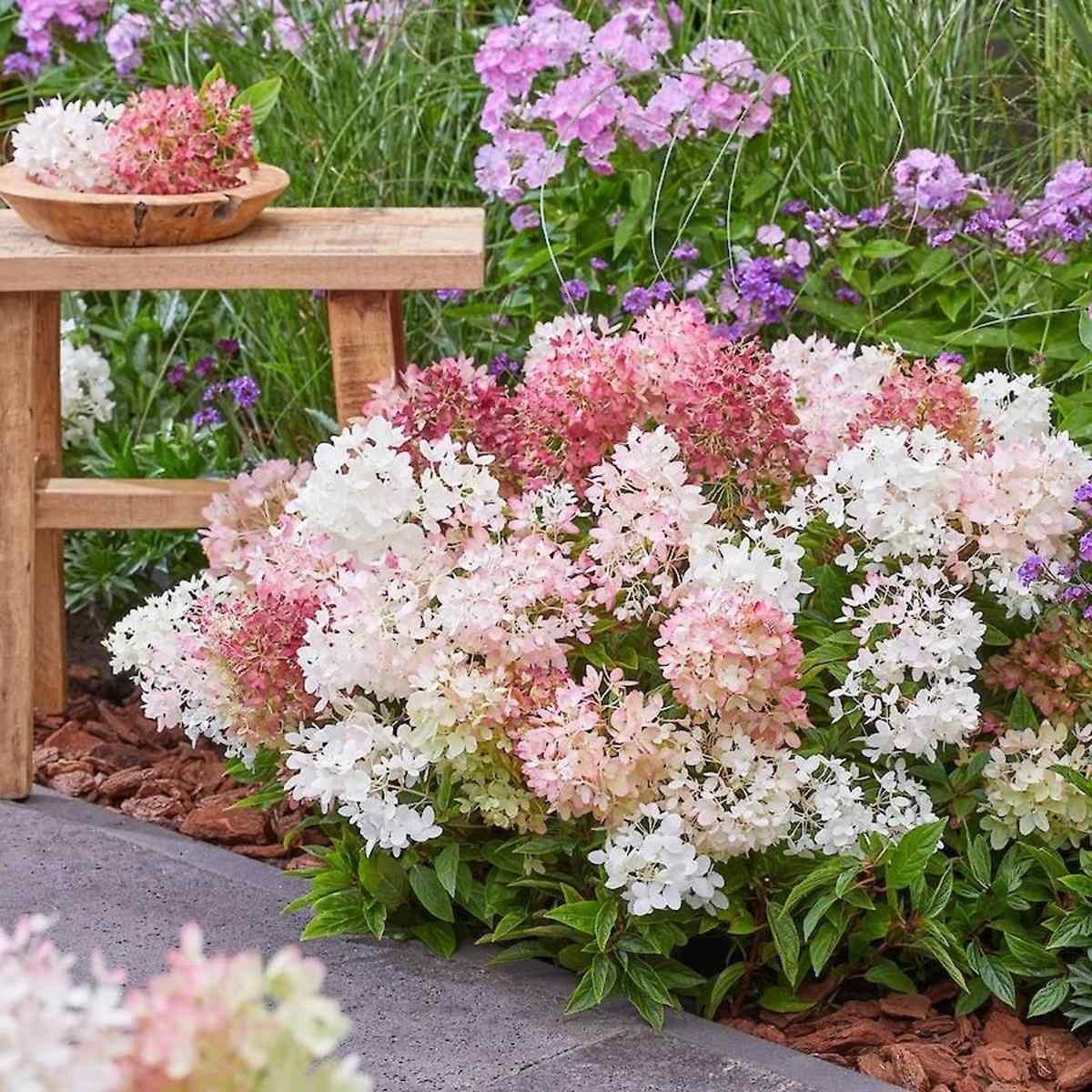 Hortenzie latnatá Groundbreaker Blush květináč 4,6 litru-0