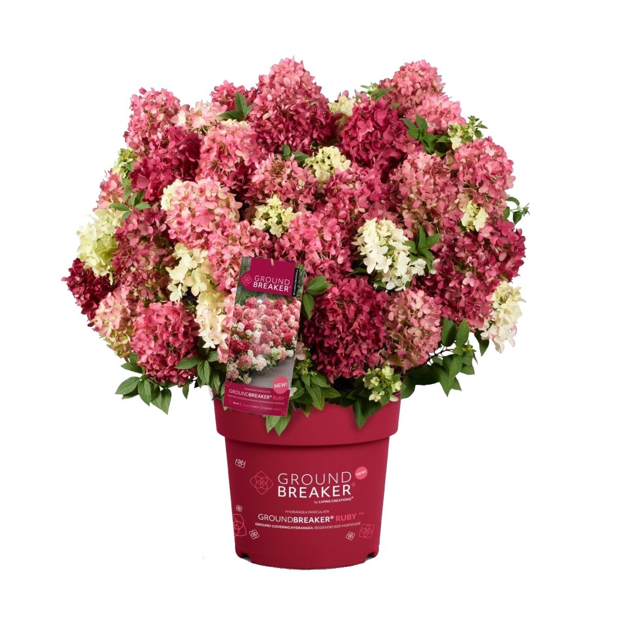 Hortenzie - Hortenzie latnatá Groundbreaker Ruby květináč 3 litry