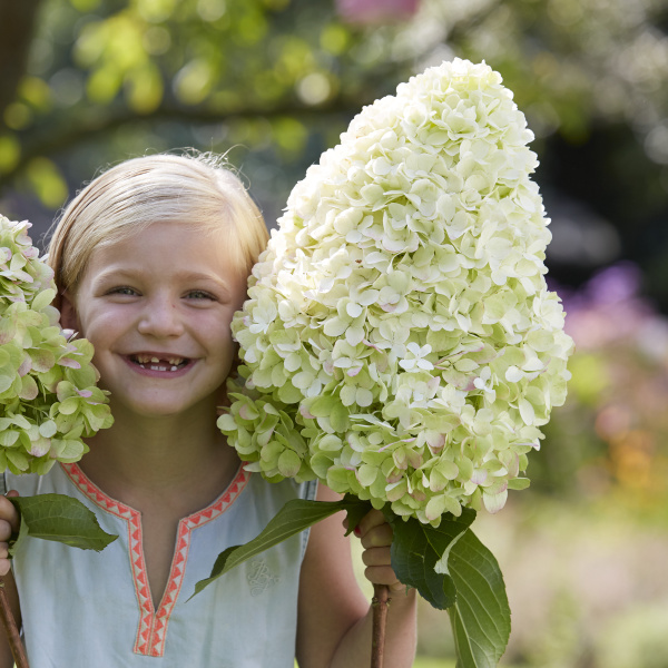 Rostliny - Hortenzie latnatá 'Hercules' 6 litrů, keř