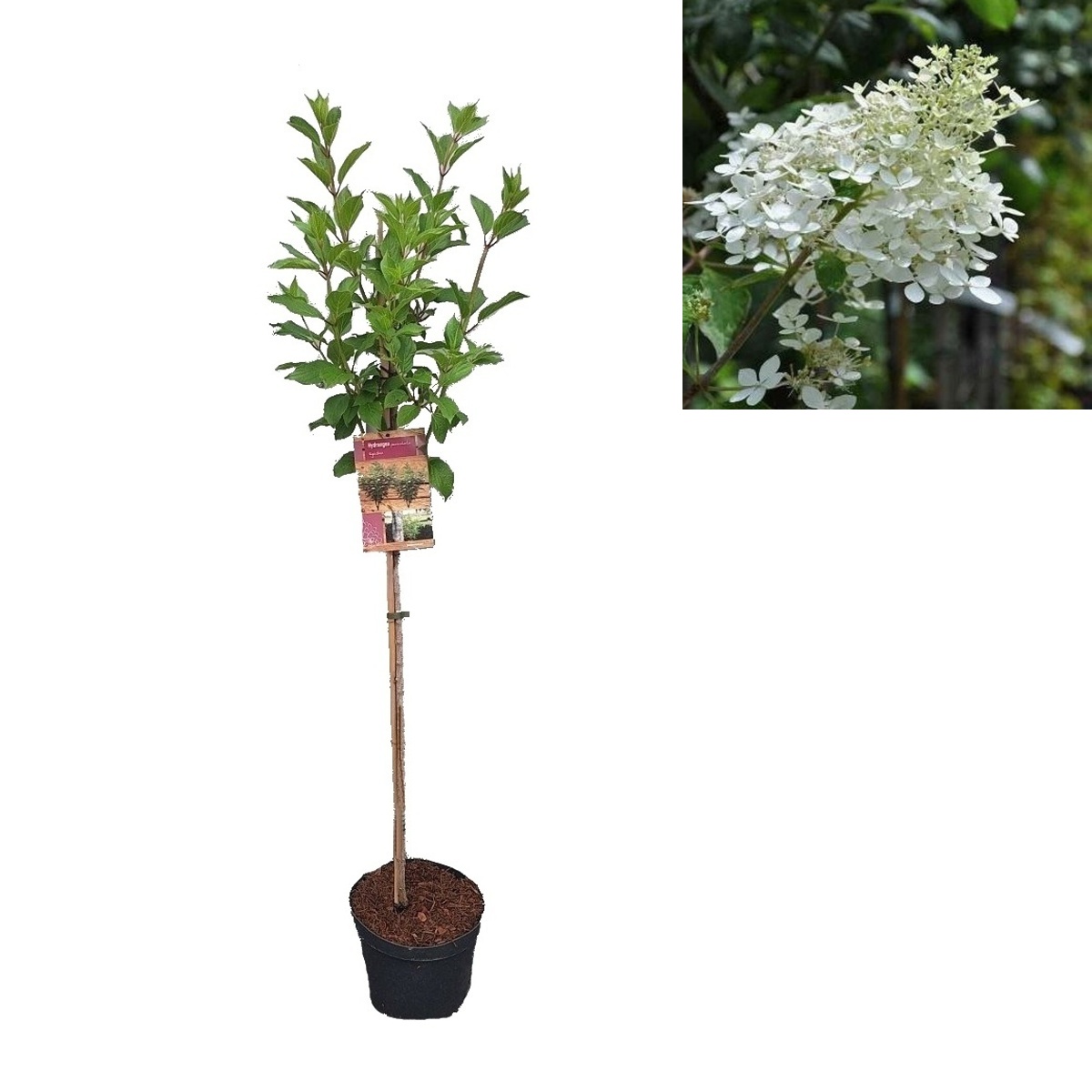 Listnaté stromky a stromy - Hortenzie latnatá Kyushu kmínek 100cm, květináč 7,5 litru