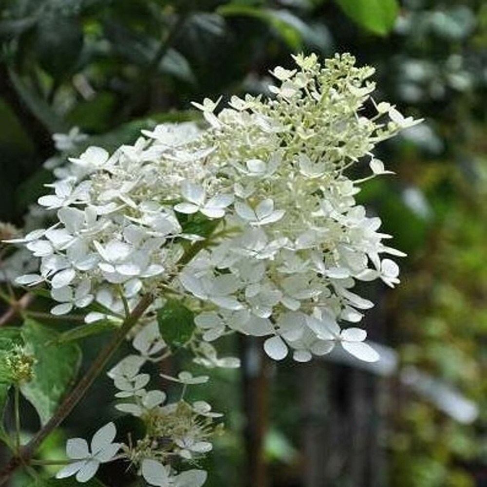 Hortenzie latnatá Kyushu kmínek 100cm, květináč 7,5 litru-0