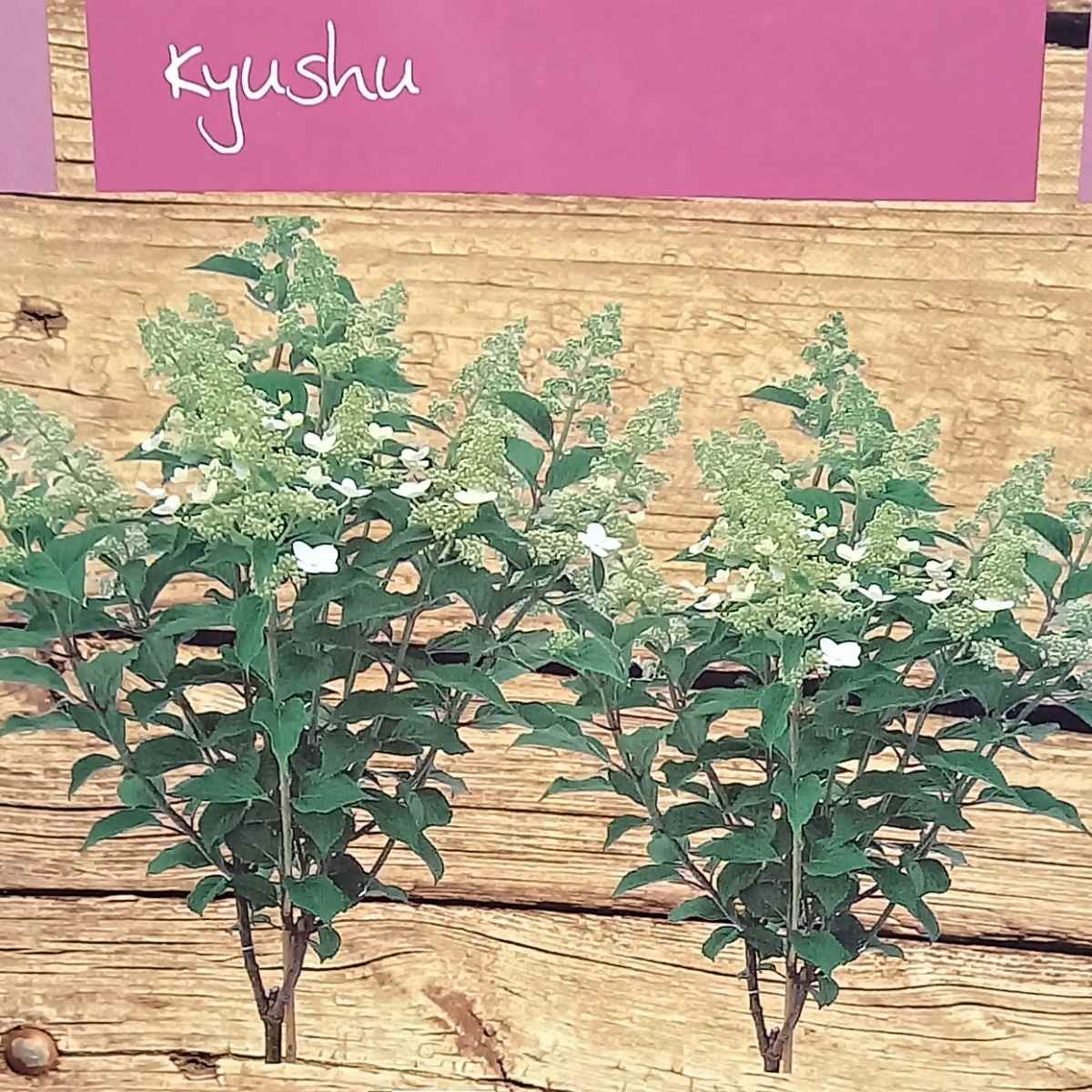 Hortenzie latnatá Kyushu kmínek 100cm, květináč 7,5 litru-1