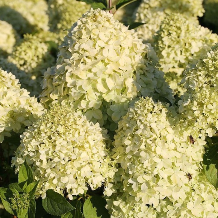Hortenzie - Hortenzie latnatá Limelight kmínek 1/2, květináč 15 litrů