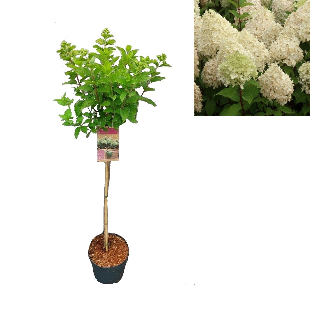 Listnaté stromky a stromy - Hortenzie latnatá Limelight kmínek 100cm, květináč 7,5 litru