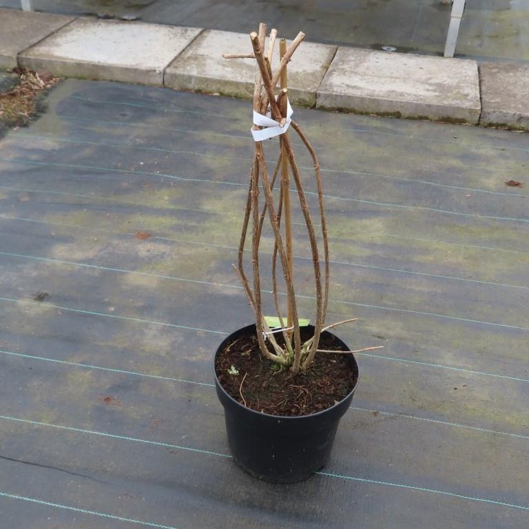 Hortenzie latnatá 'Limelight'® květináč 2 litry, výška 30/40cm, keř-0