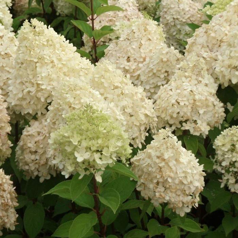 Rostliny - Hortenzie latnatá 'Limelight' květináč 30 litrů