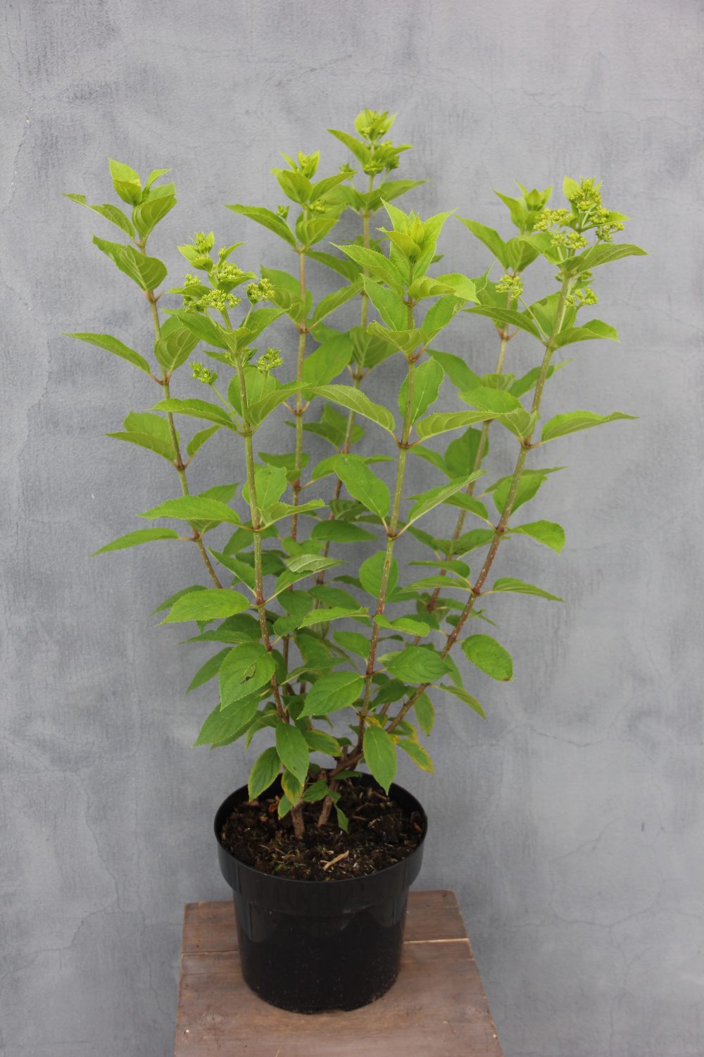 Hortenzie latnatá Limelight květináč 5 litrů, výška 40/50cm, keř-0