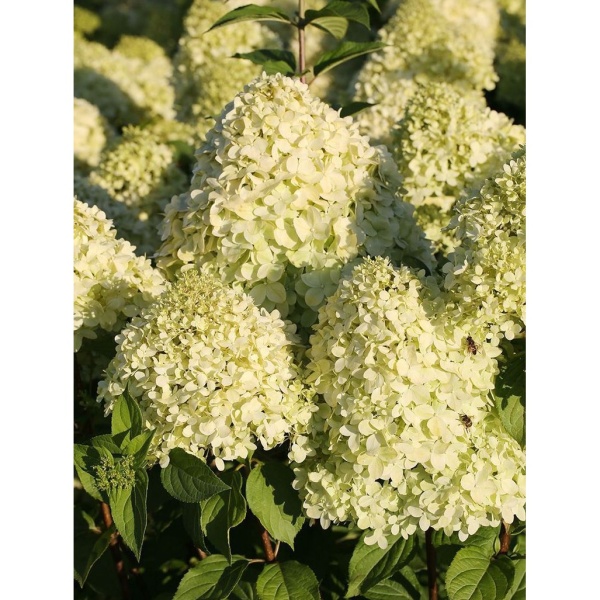 Hortenzie - Hortenzie latnatá 'Limelight' výška 60/80cm, 10 litrů