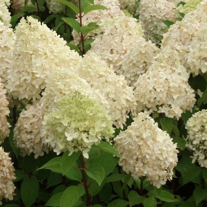 Hortenzie - Hortenzie latnatá 'Limelight' výška 60/80cm, květináč 7,5 litru