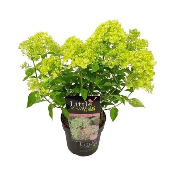 Hortenzie - Hortenzie latnatá 'Little Lime' 5 litrů