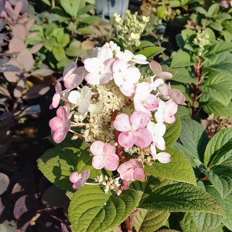 Rostliny - Hortenzie latnatá 'Little Quick Fire' květináč 5 litrů