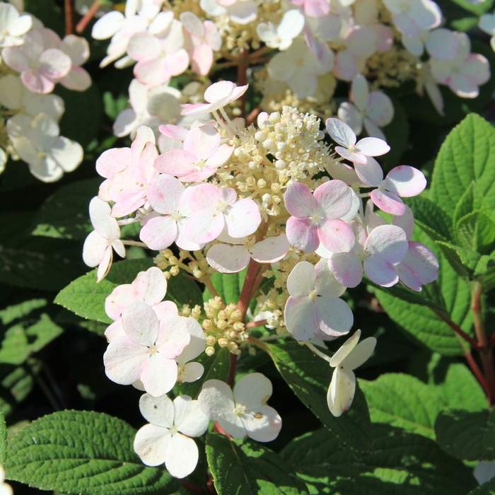 Hortenzie latnatá 'Little Quick Fire' květináč 5 litrů-0