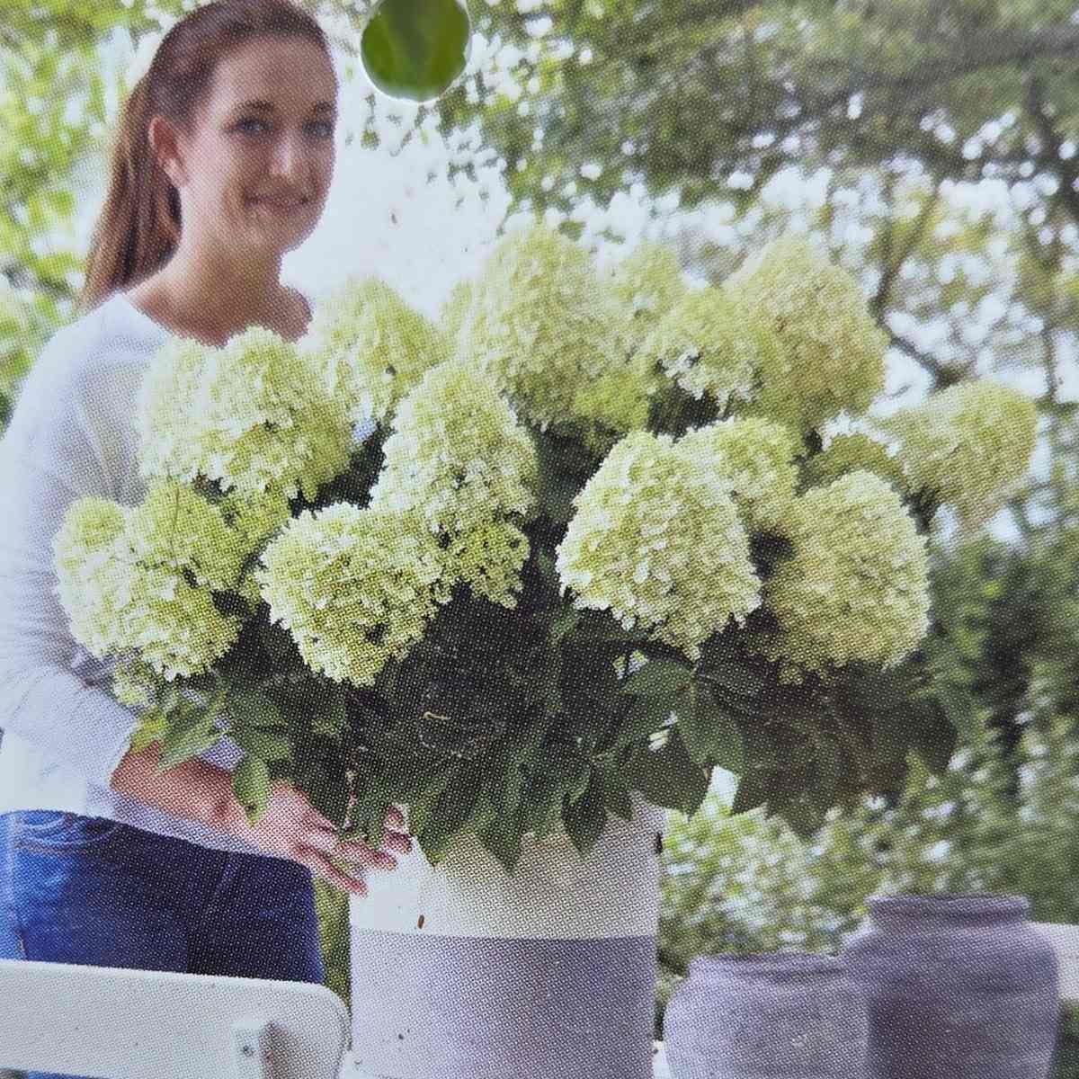 Hortenzie - Hortenzie latnatá Little Spooky výška 20-30cm, květináč 1,4 litru