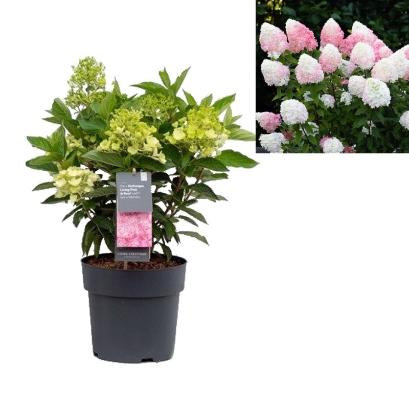Hortenzie - Hortenzie latnatá Living Creations Pink Rose květináč 4,6 litru