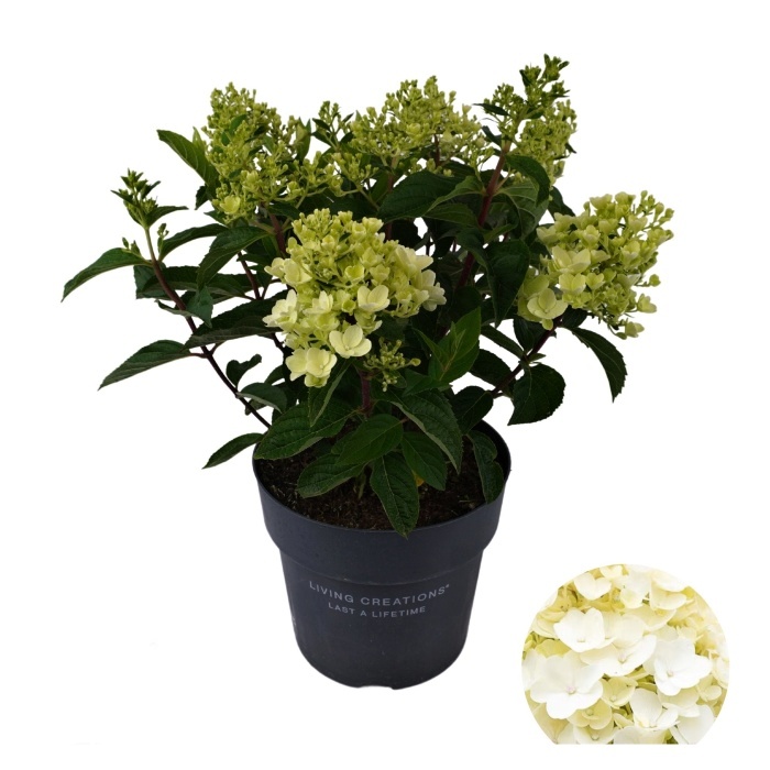 Hortenzie - Hortenzie latnatá 'Living Little Blossom' květináč 5 litrů