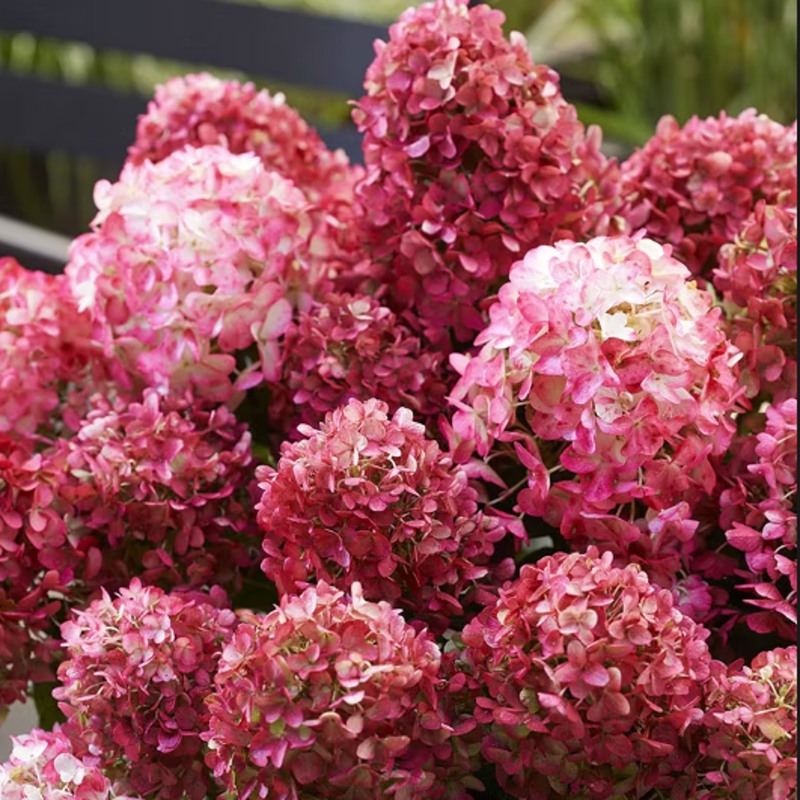 Hortenzie latnatá Living Little Rosy květináč 4,6 litru-1