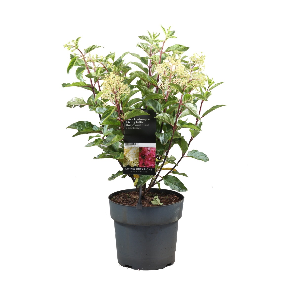 Hortenzie - Hortenzie latnatá Living Little Rosy květináč 6 litrů