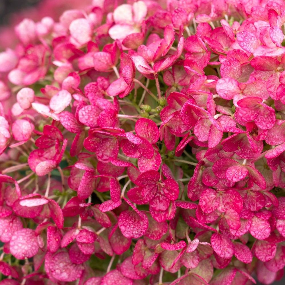 Hortenzie latnatá Living Little Rosy květináč 6 litrů-0