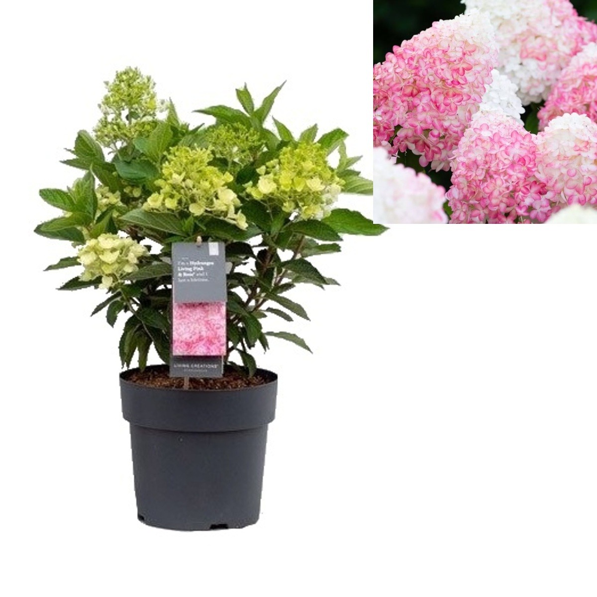 Hortenzie - Hortenzie latnatá Living Pink & Rose květináč 12cm