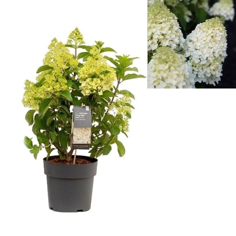 Hortenzie - Hortenzie latnatá Living Sugar Rush květináč 5 litrů