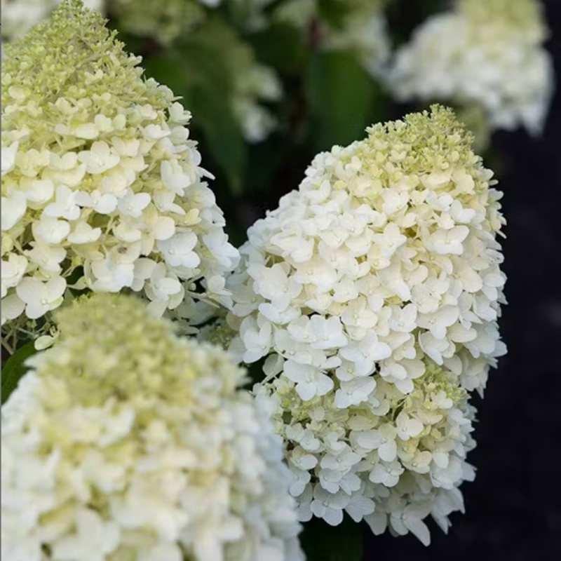 Hortenzie latnatá Living Sugar Rush květináč 5 litrů-0