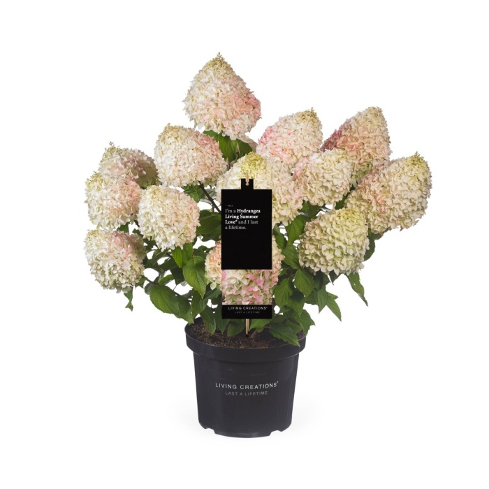 Rostliny - Hortenzie latnatá 'Living Summer Love' květináč 5 litrů
