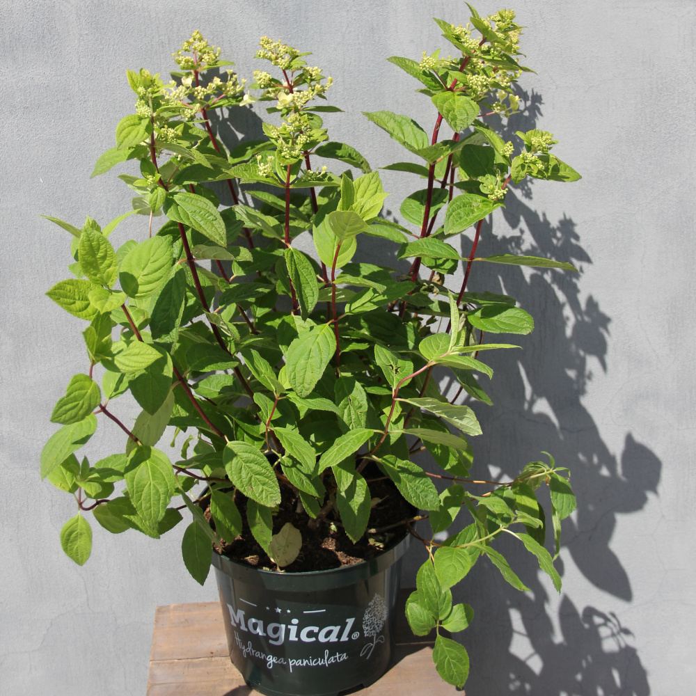 Hortenzie - Hortenzie latnatá 'Magical Fire'® květináč 5 litrů, výška 40/50cm, keř