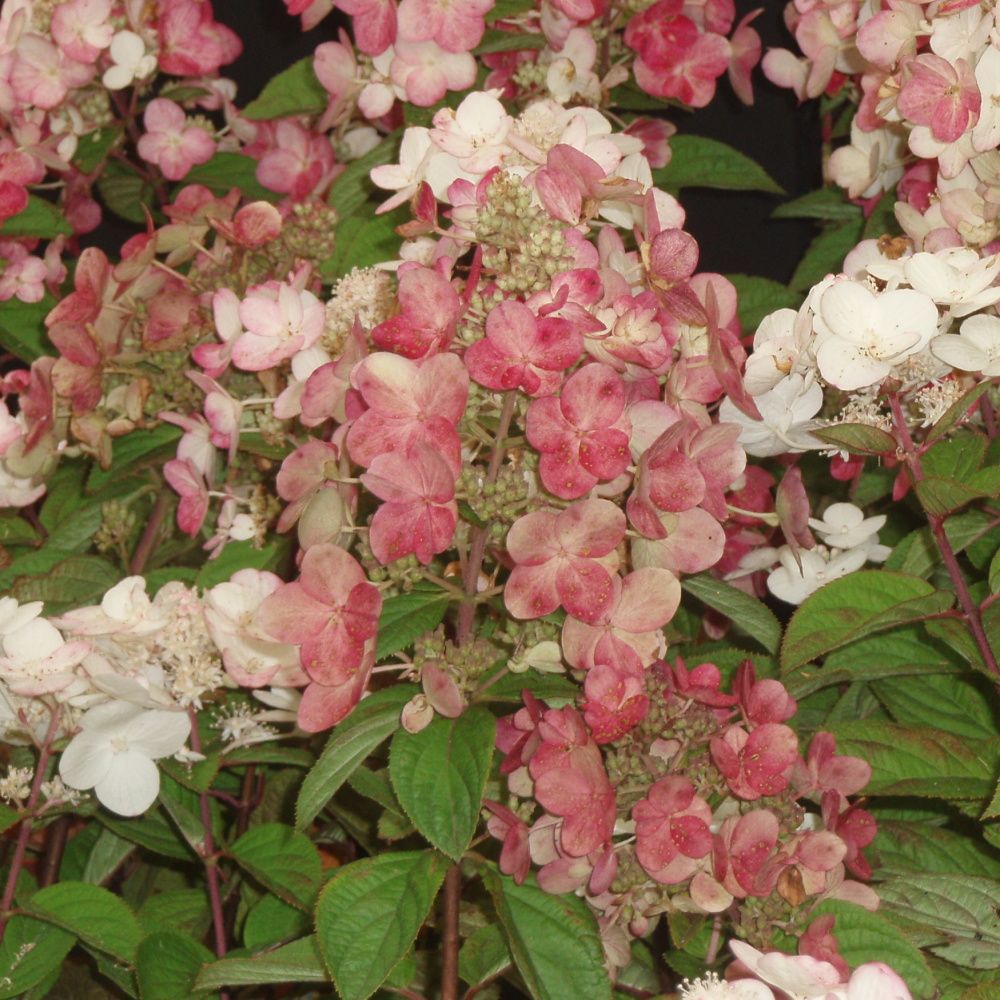 Hortenzie latnatá 'Magical Fire'® květináč 5 litrů, výška 40/50cm, keř-0