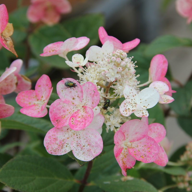 Hortenzie latnatá 'Magical Fire'® květináč 5 litrů, výška 40/50cm, keř-1
